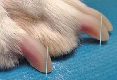 How to Trim Dog's Nails