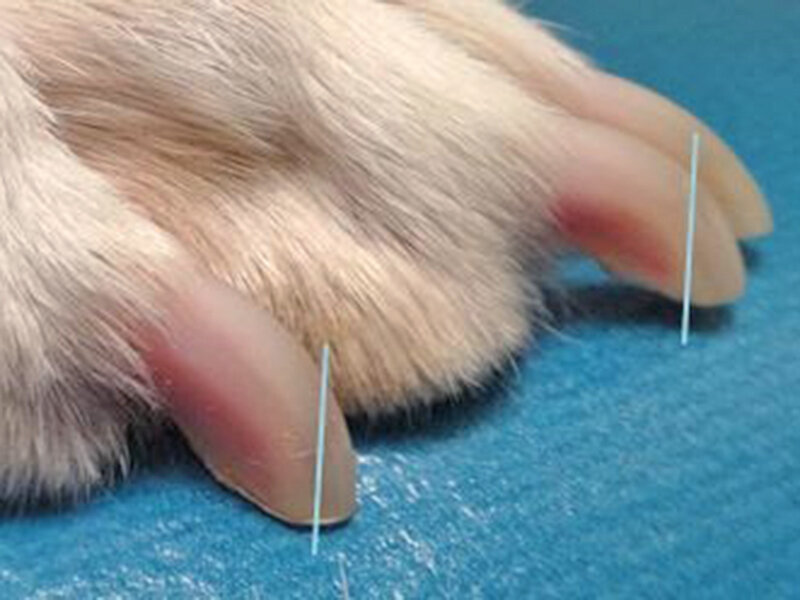 How to Trim Dog's Nails